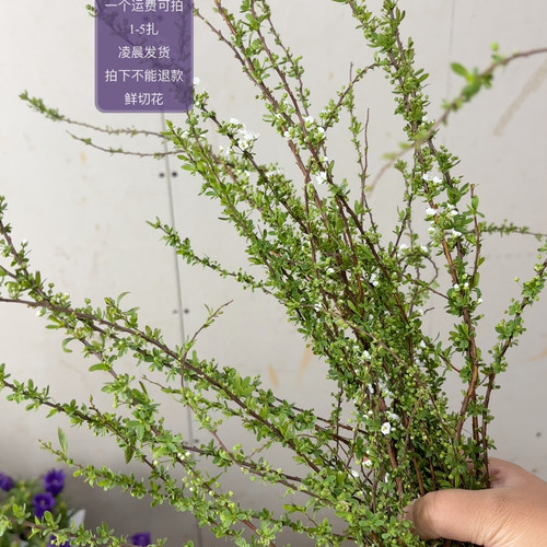 加购雪柳花1扎 不包邮