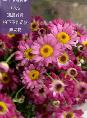 红色玛格丽特 不包邮