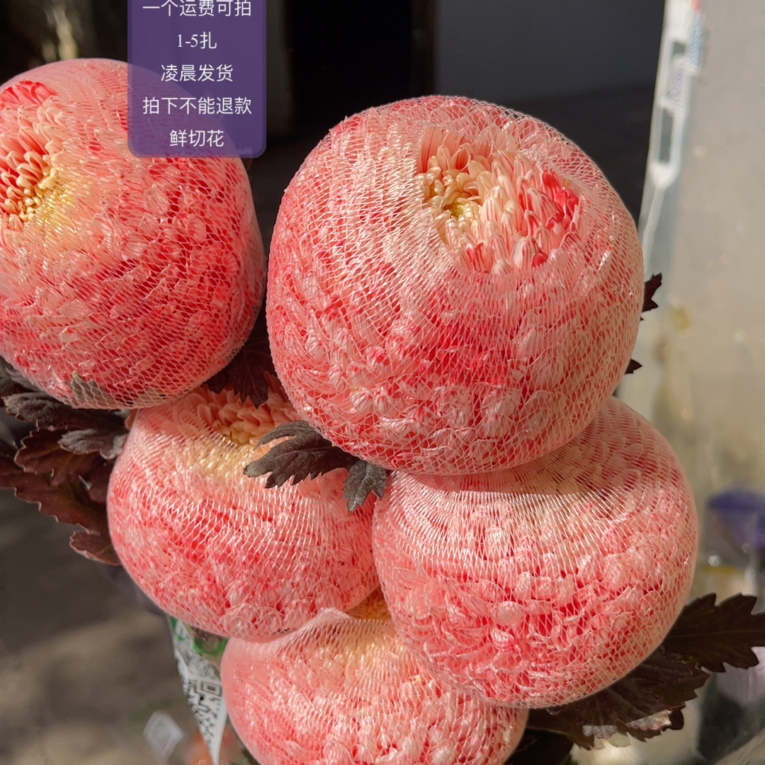 胭脂红牡丹菊5支 不包邮