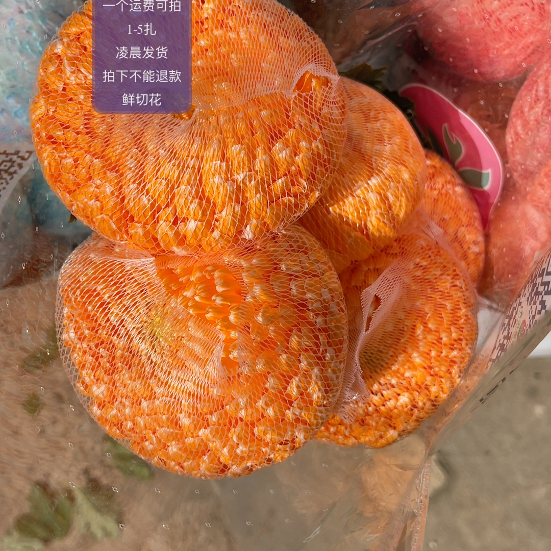 橙色牡丹菊5支 不包邮