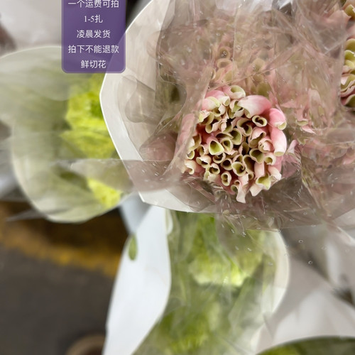 布拉格非洲菊 不包邮