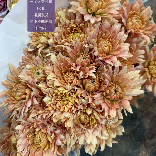 香槟图题卡 不包邮