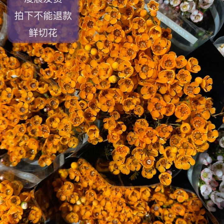 橙色大花腊梅 不包邮,鲜花速递/花卉仿真/绿植园艺,周期订阅鲜花,淘宝优惠券,粉丝福利购,淘宝优惠卷