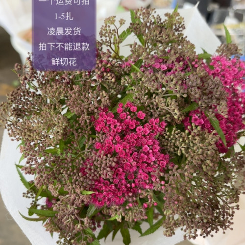 绣线菊 不包邮