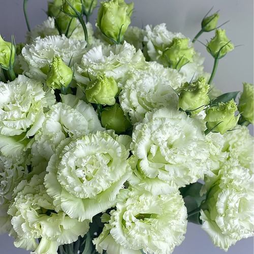 波浪绿桔梗4拼 不包邮