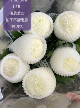 白色乒乓菊10支 不包邮