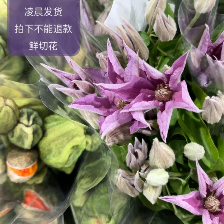 粉色铁线莲  不包邮,鲜花速递/花卉仿真/绿植园艺,周期订阅鲜花,淘宝优惠券,粉丝福利购,淘宝优惠卷