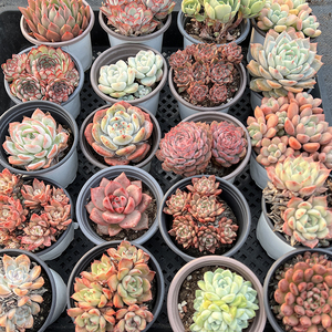 JJ清棚处理 多肉植物 盆口9cm 多肉7-11cm 不挑品种 随机一颗