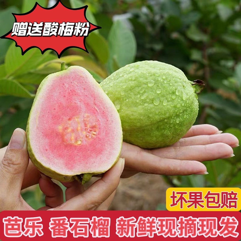 红心番石榴芭乐水果新鲜现摘现发当季粉芭乐赠送酸梅粉