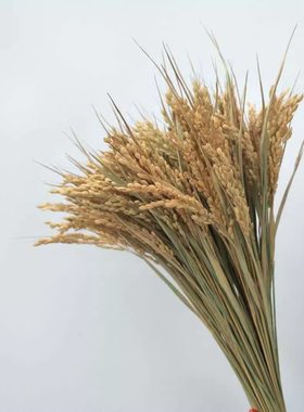 天然稻穗干花花束稻穗水稻稻谷拍照道具拍摄背景五谷杂粮装饰