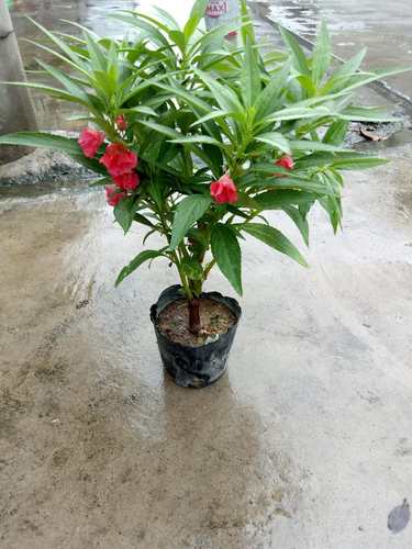 凤仙花苗指甲花苗盆栽