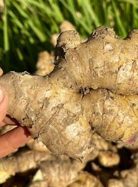正宗云南罗平够辛够辣山地小黄姜现挖带坭发货不洗不熏蔬菜家自种