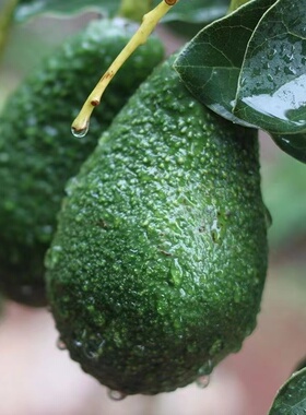 云南孟连哈斯牛油果新鲜牛油果鳄梨孕妇宝宝辅食水果当季熟透即食