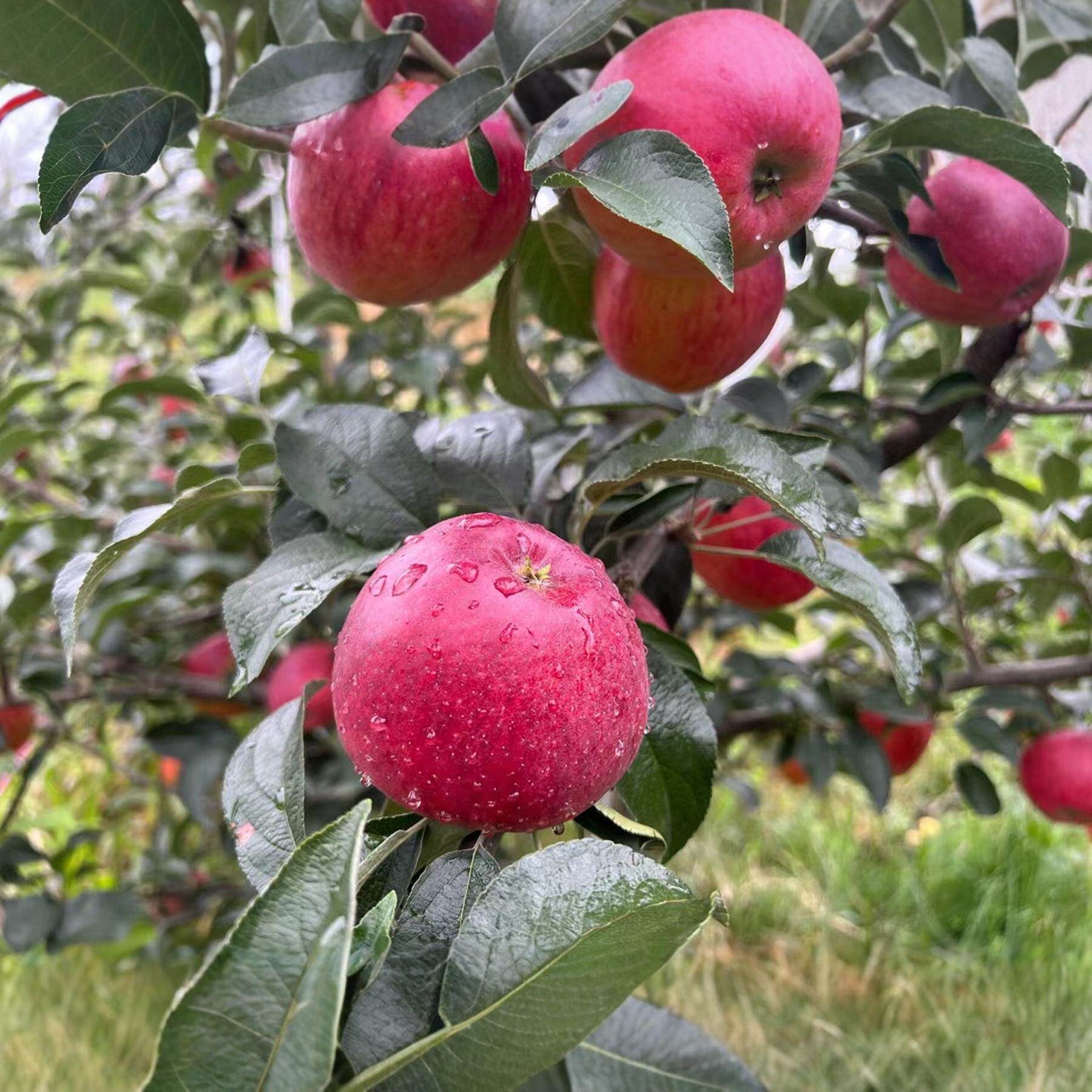 昭通红露苹果嫩细脆汁多酸甜适中2024年果园现采现发新鲜时令水果