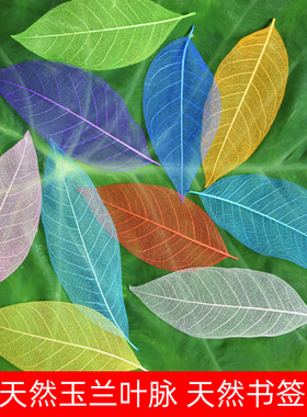 天然玉兰叶脉叶书签创意植物树叶干花标本古典中国风学生用小礼物