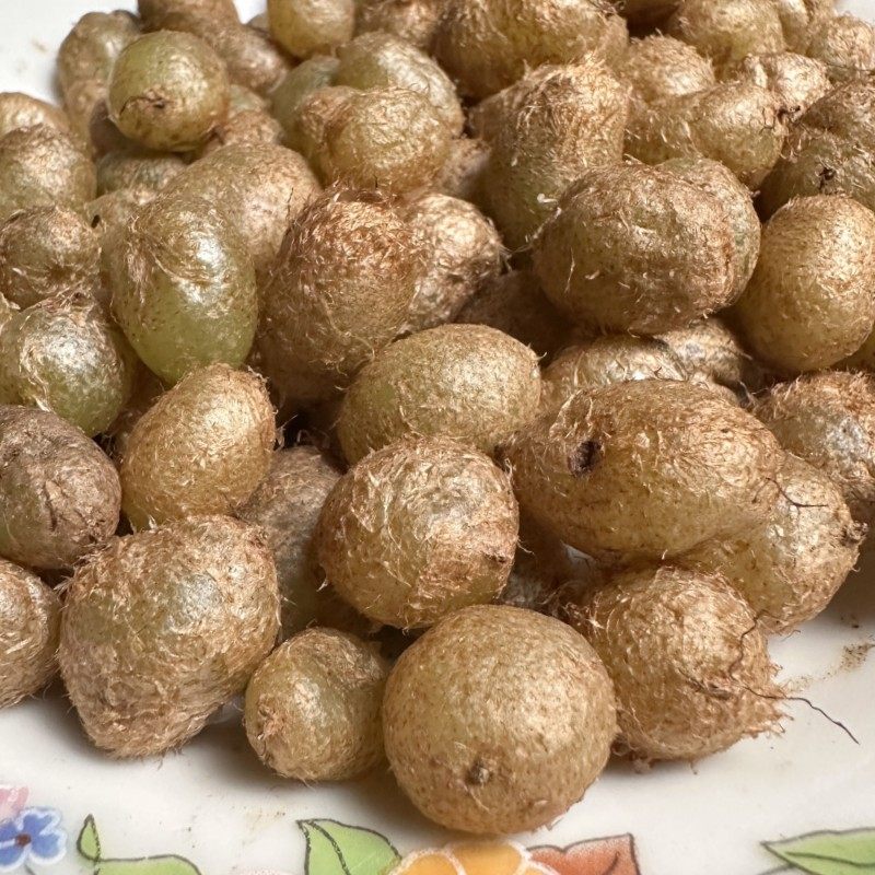 纯野生石黄皮凤凰蛋蛇蛋马骝卵肾蕨果化狗儿蜈蚣草新鲜500克包邮