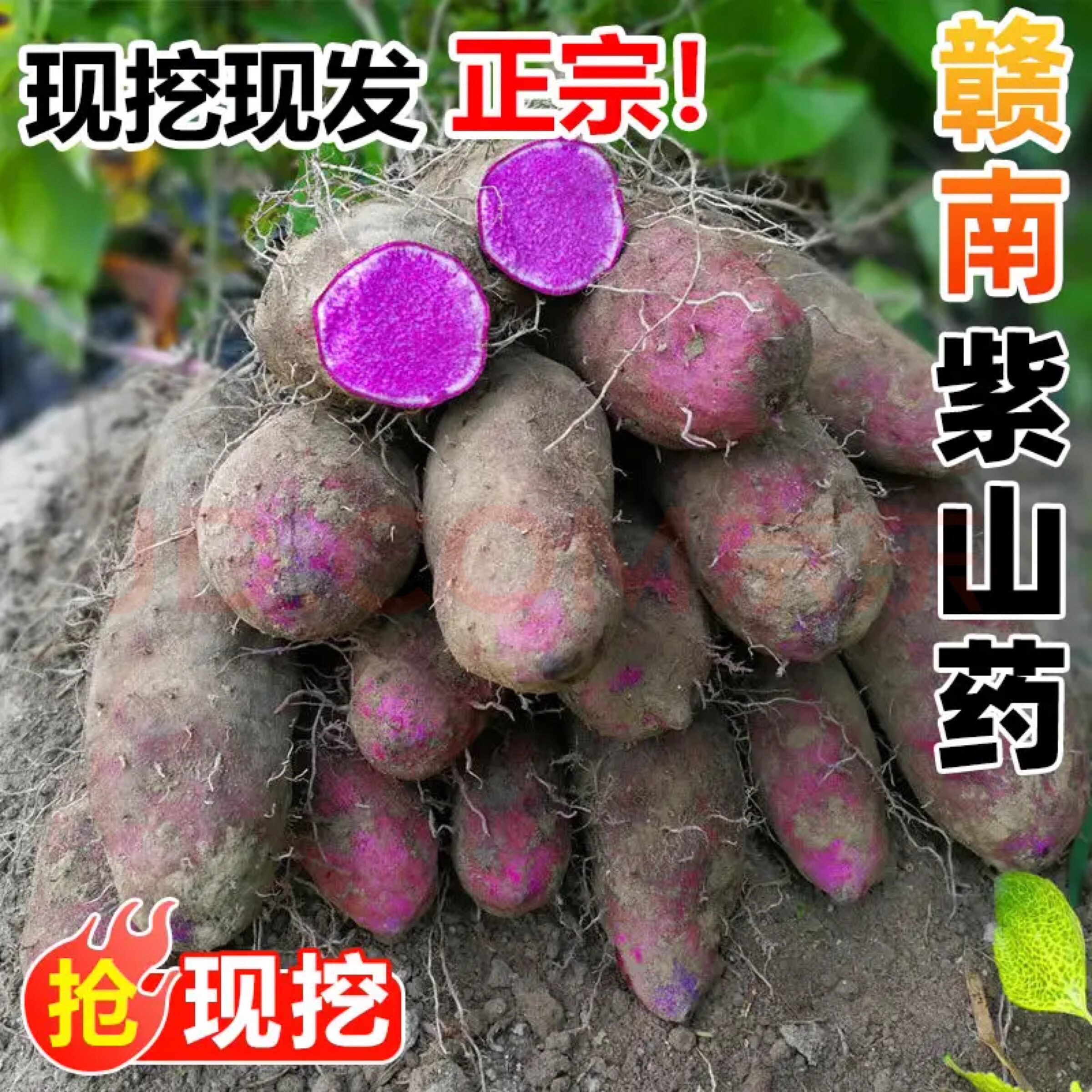 赣南紫山药新鲜现挖紫人参花青素粉糯香甜农家自种产地直销蔬菜
