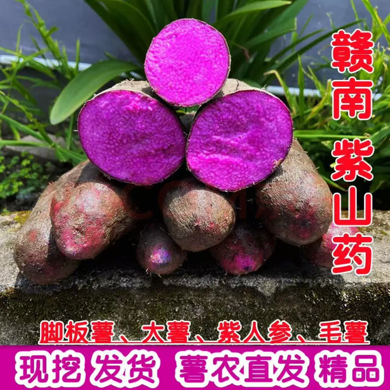 赣南紫山药新鲜现挖花青素粉糯香甜产地直销特产炖汤江西现挖现发