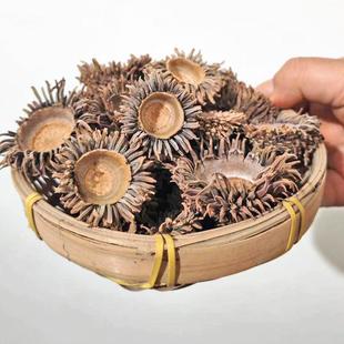 天然橡果 麻栎果实 橡子果壳 野生橡果帽 DIY装饰材料 手工饰品