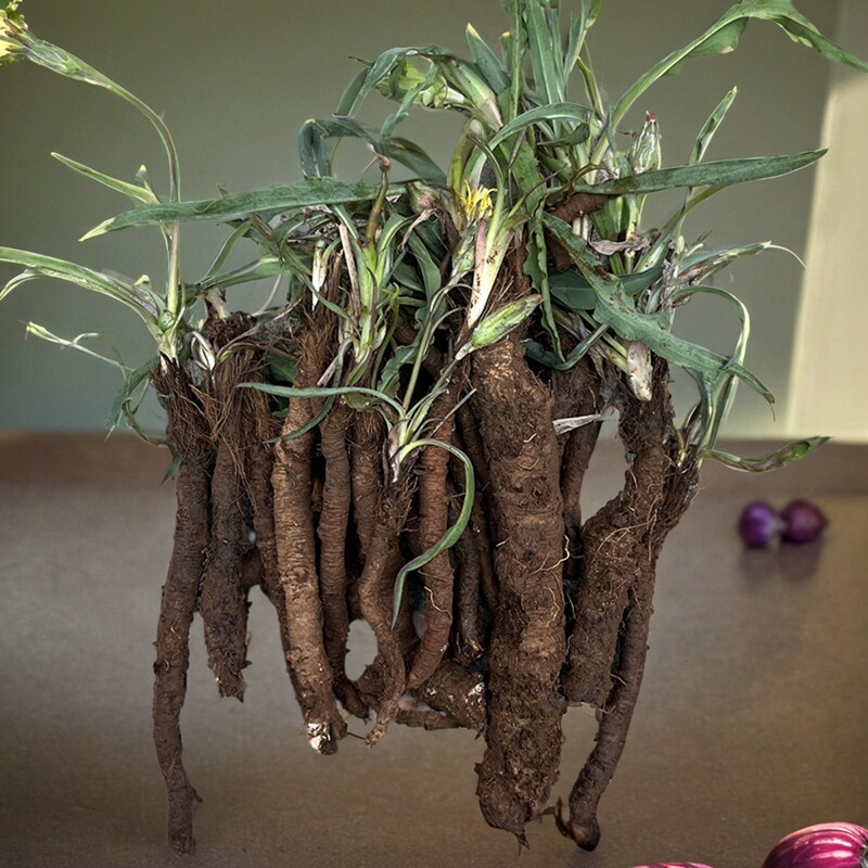 罗罗葱新鲜鸦葱土参路路葱谷罗葱兔儿奶黄花地丁老鹤咀子老观笔根