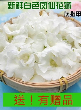 新鲜白色凤仙花 指甲花新鲜花瓣可打粉纯天然植物染发红色凤仙花