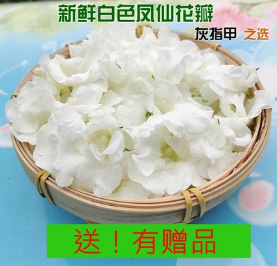 新鲜凤仙花指甲草染发染甲灰甲