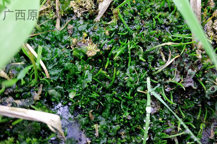 苔藓地衣植物水陆缸生态缸雨林缸