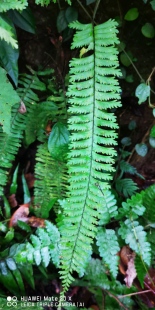 广西原生稀有蕨类植物果齿膜叶铁角蕨盆栽绿植庭院阳台绿化造景