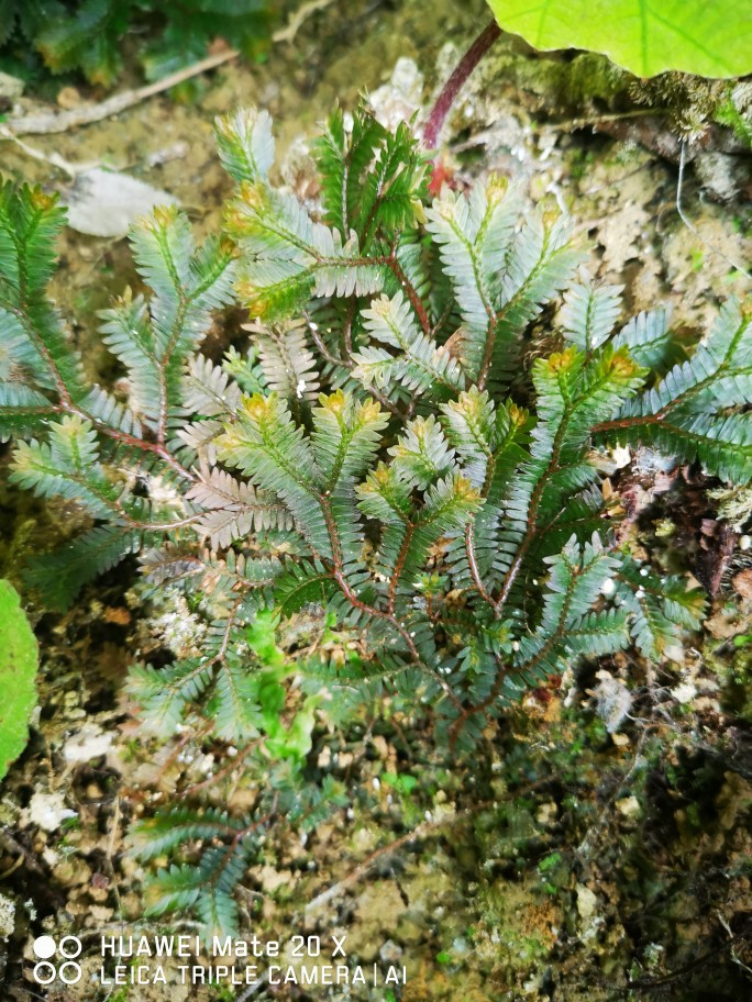 广西原生稀有蕨类盆栽水陆缸