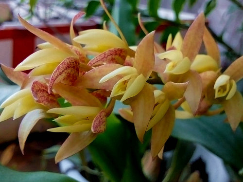 稀有植物绿植原生兰花卉庭院夏季