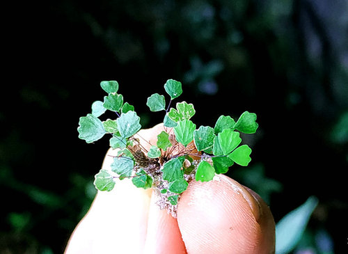 铁线蕨变种齿叶迷你微型植物盆栽