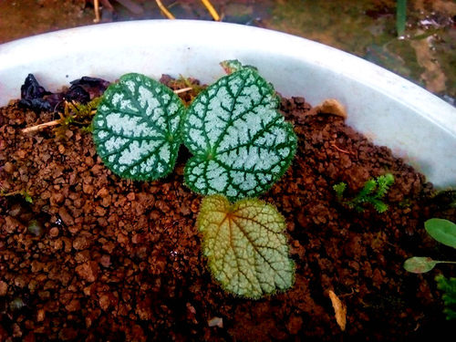 广西原生 秋海棠稀有品种阳台盆栽喜阴花卉植物水陆缸水石绿植 - 封面