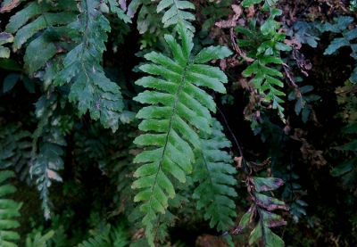 广西蕨类喜阴造景雨林植物素材