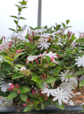 新品种单瓣粉苞栽培茉莉花盆栽清香植物窗台花卉绿植花香阳台庭院