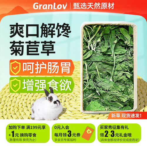 新大叶菊苣增胖营养牧草