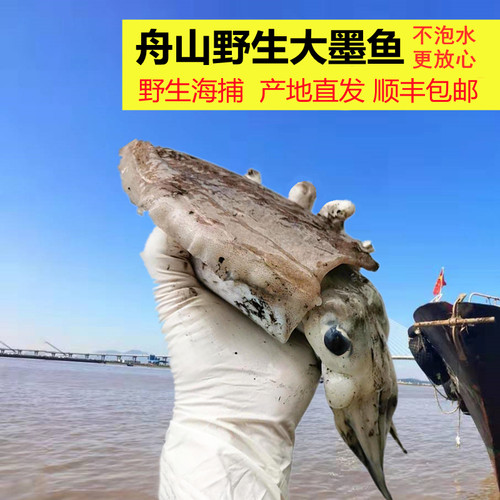 原汁不泡药水 1斤2-3只，3斤5-8只及6两以上