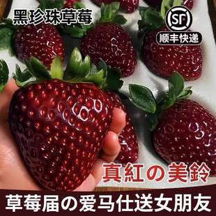 【顺丰】真红美玲黑色草莓新鲜现摘黑珍珠黑美人鲜果草莓当季水果