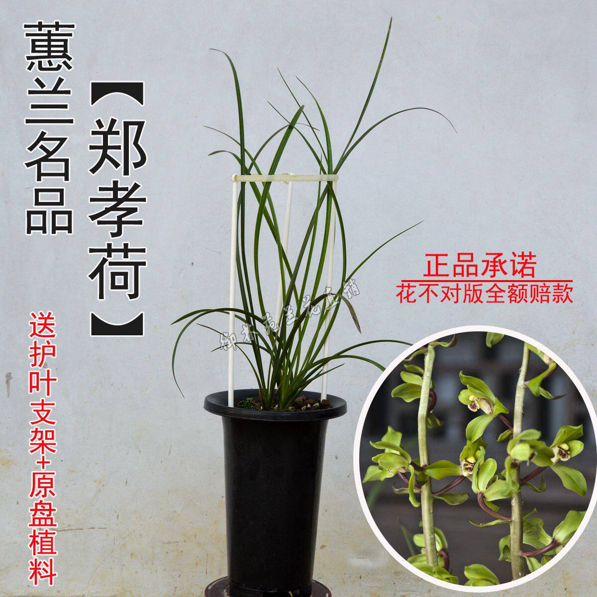 蕙兰名品郑孝荷兰花苗高档花卉植物盆栽花期带花苞包邮正品浓香型