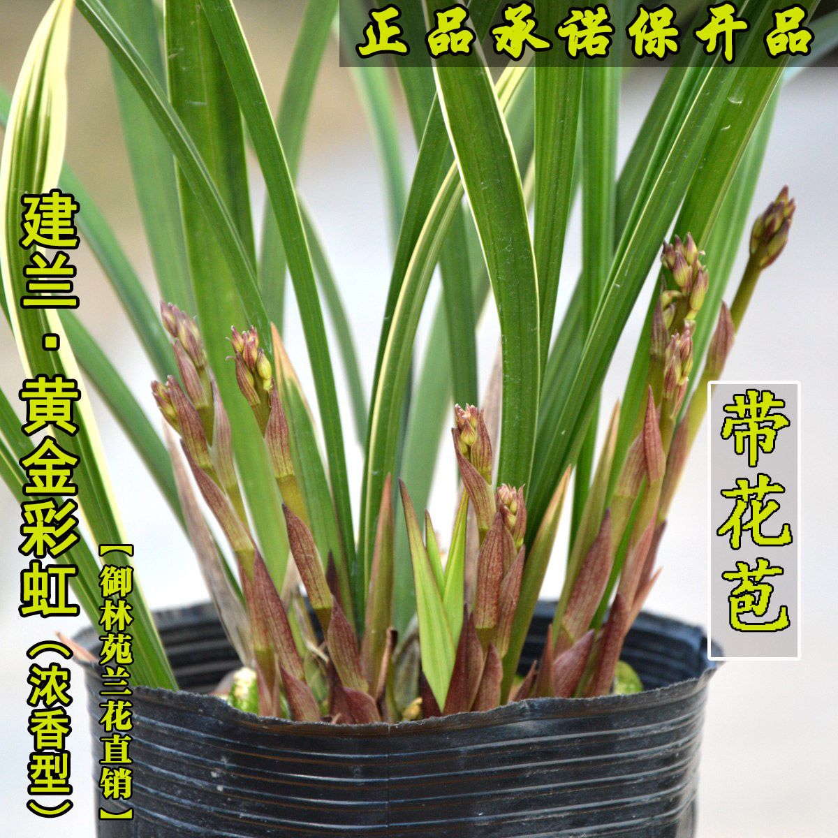 兰花苗建兰四季兰黄金彩虹浓香兰花季带花苞盆栽桌面绿植低价包邮