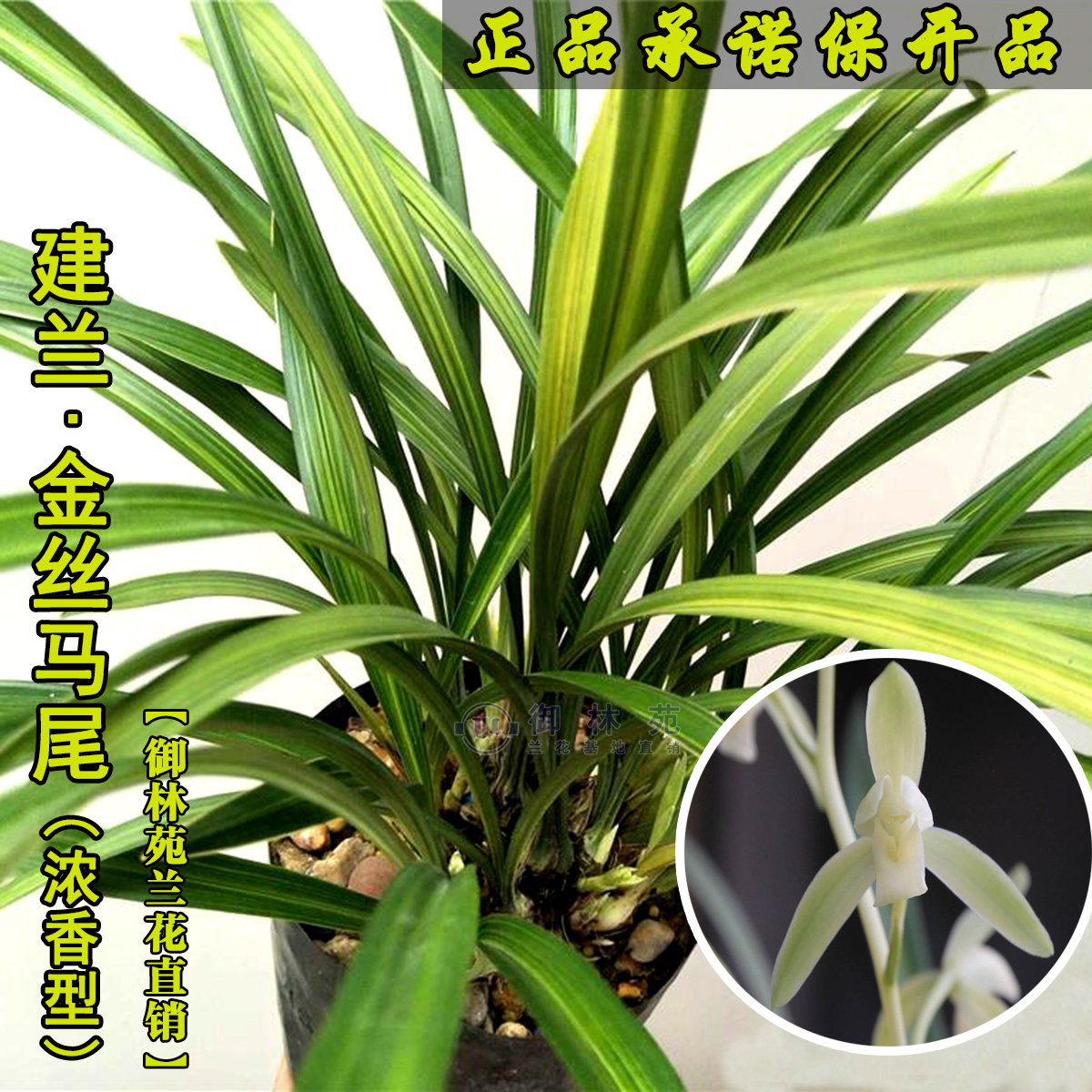 兰花苗金丝马尾建兰线艺室内盆景绿植盆栽易好养活花季带花苞发货