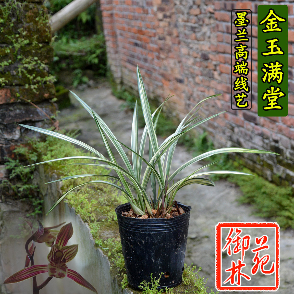 墨兰金玉满堂品种介绍,墨兰中高档品种_大山谷图库
