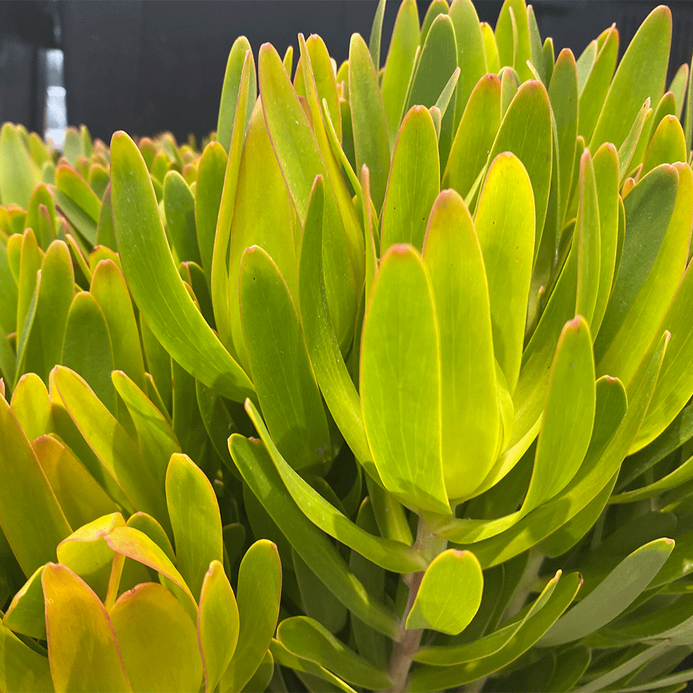 木百合鲜花木本可风干南非进口家用水养花低价直批北京同城可闪送