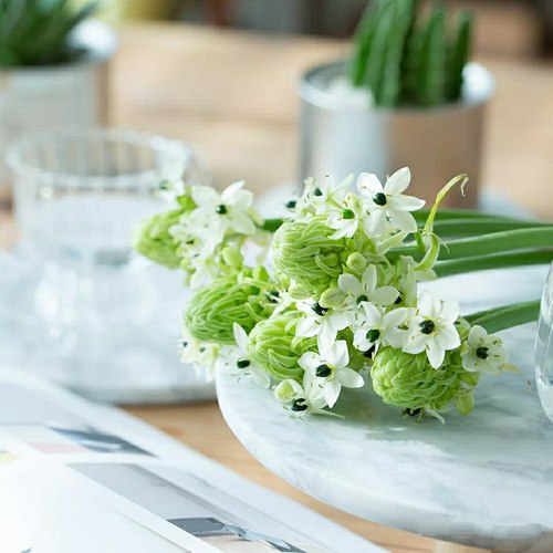 鲜花天鹅绒伯利恒之星直批包邮