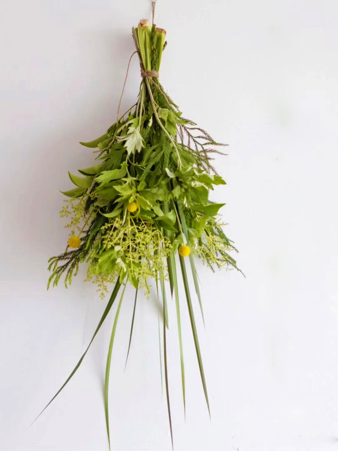【端午节门挂花束】百毒不侵艾草艾叶去疾病健康祈福鲜花云南直发