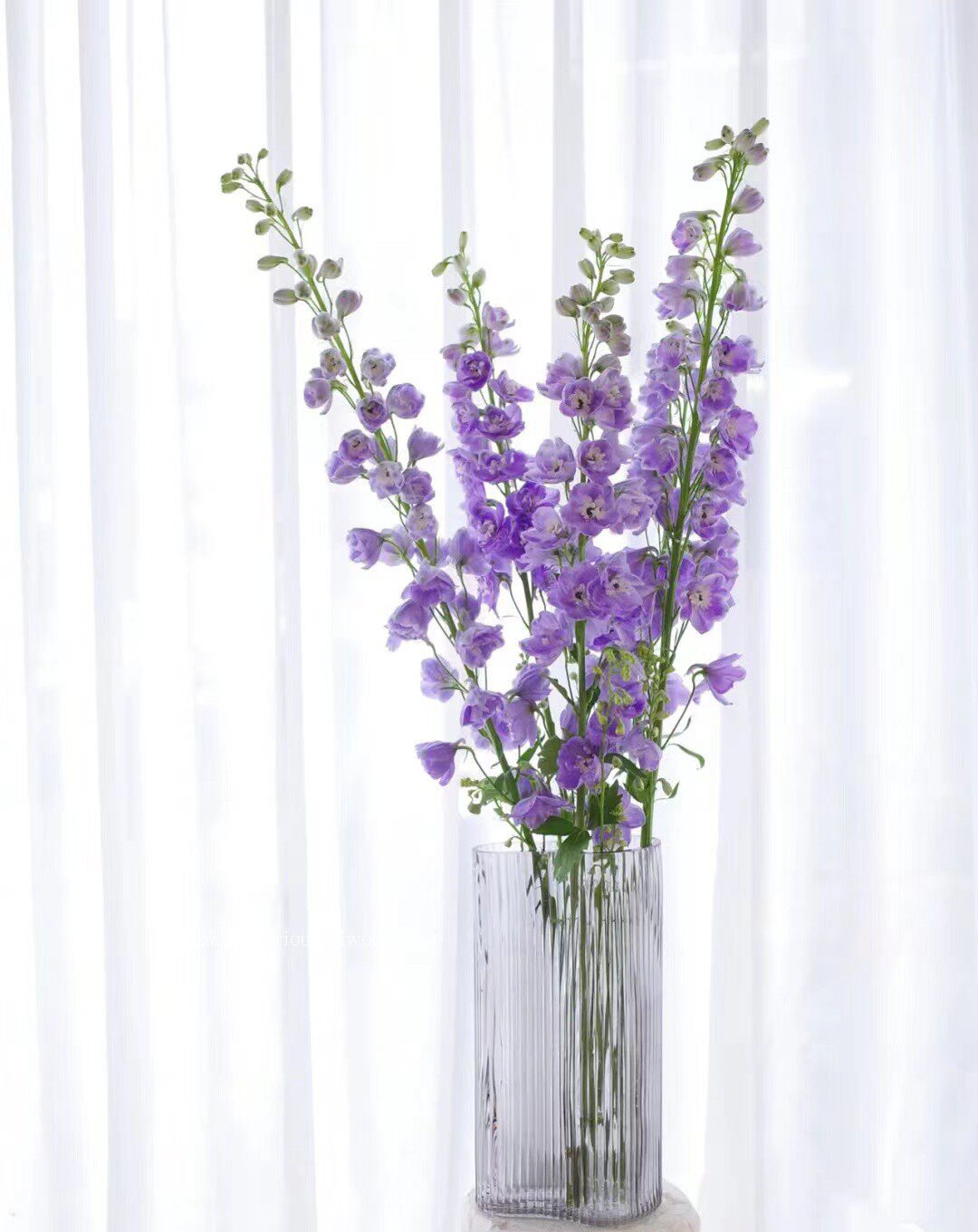 大飞燕鲜花仙气质感美感十足生日礼物花束婚礼北京同城可闪送顺丰