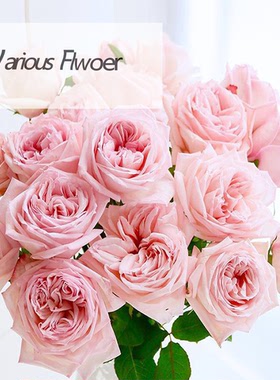 粉白荔枝玫A级玫瑰鲜花直批带香气家用花束低价 顺丰北京同城闪送