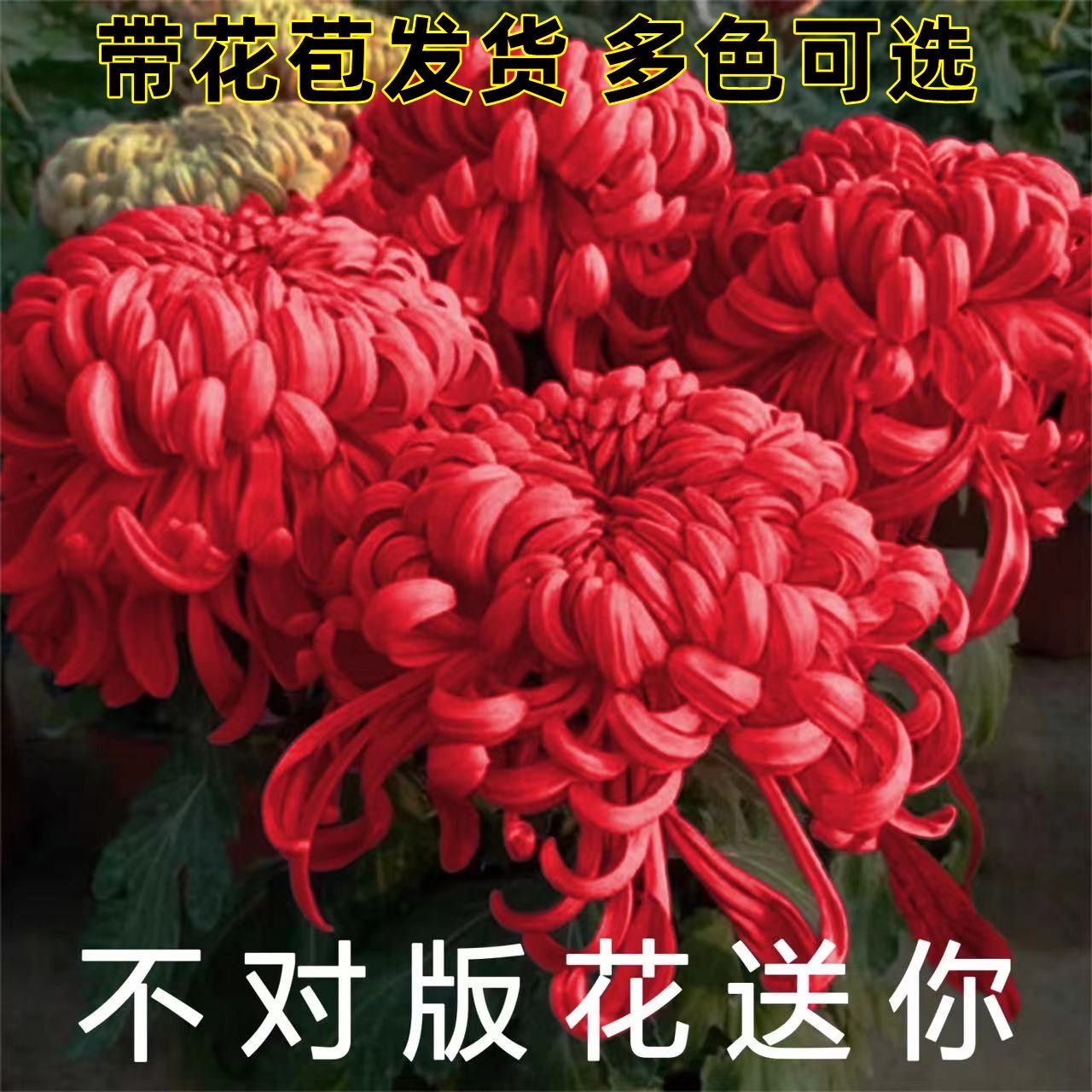 带花苞绿植阳台秋菊菊花