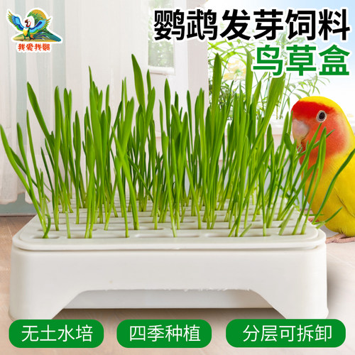 鸟草盒育苗盘鸟草水培套装可自种