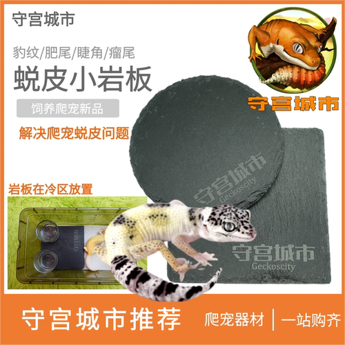 守宫城市爬虫蜕皮岩板