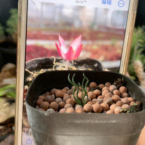 GL弹簧草